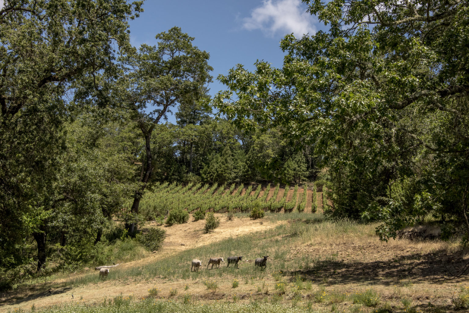 Fonplégade and ADAMVS: A Tale of Two Vineyards - Wine and Whiskey Globe
