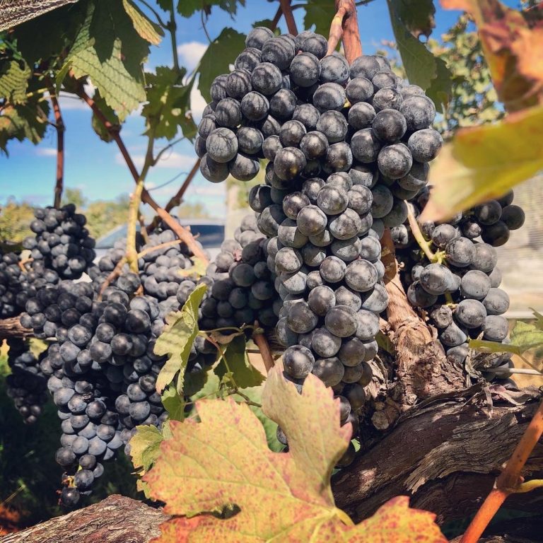 Chambourcin Grapes at Binah Winery