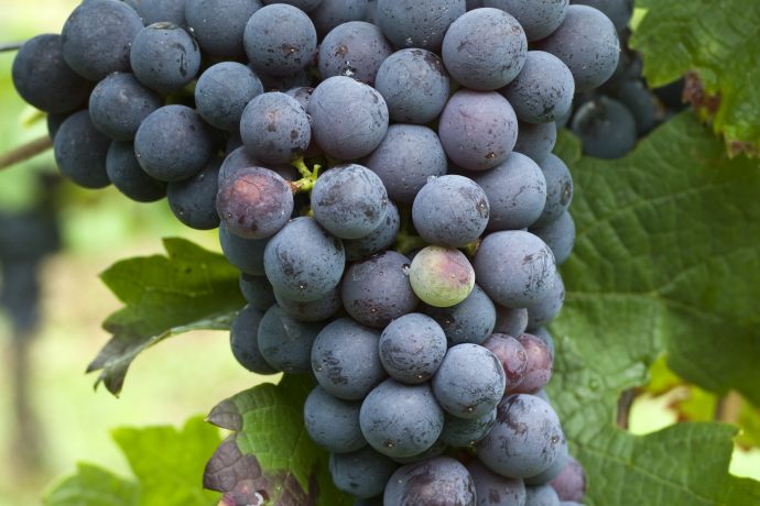 Cabernet Franc Grape Cluster